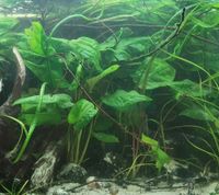 Verkaufe Cryptocoryne Pontederiifolia (Herzblattwasserkelch) Düsseldorf - Oberbilk Vorschau