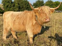 Verk. Highland Cattle Hochlandrind Kuh mit Kalb Herdbuch Bio Thüringen - Leinefelde Vorschau