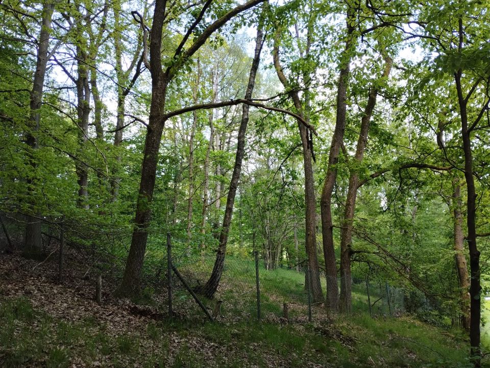 Waldgrundstück zur Pacht in Overath