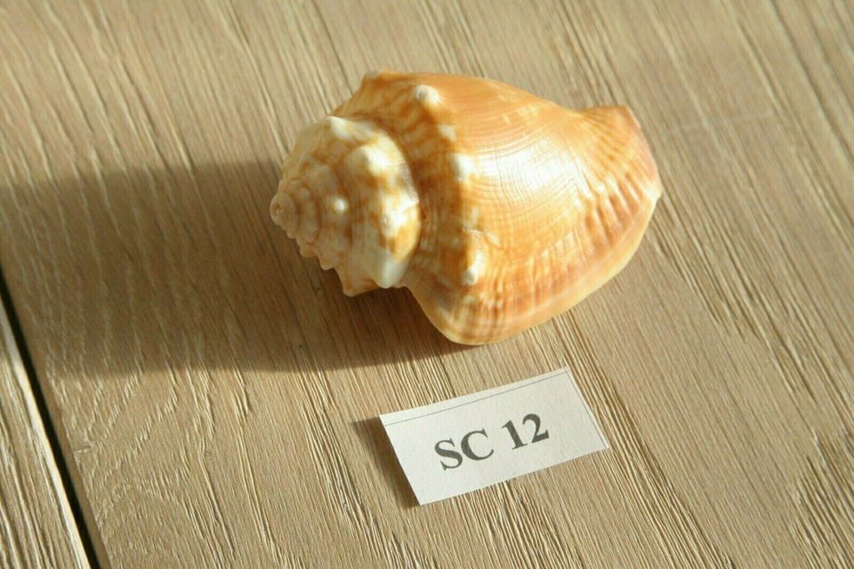 Muschel Fechterschnecke SC12 Sanibel & Captiva Florida ca. 6 cm in Jena