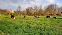 Fleischpaket vom Hereford Rind /Rindfleisch / Weidehaltung Nordrhein-Westfalen - Porta Westfalica Vorschau