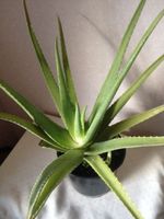 Bio Aloe Vera Pflanze Niedersachsen - Fredenbeck Vorschau