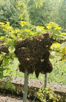 Imker fängt Bienenschwarm Baden-Württemberg - Singen Vorschau