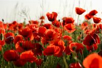 Samen Roter Mohn Sachsen - Weißenborn Erzgebirge Vorschau