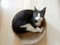 Katze Murkel ist verschwunden Nordrhein-Westfalen - Würselen Vorschau