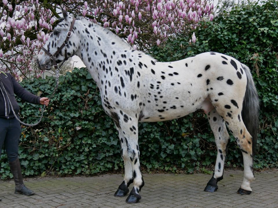 Knabstrupper, Freizeitpferd, Fahrpferd, Apaloosa in Dorsten