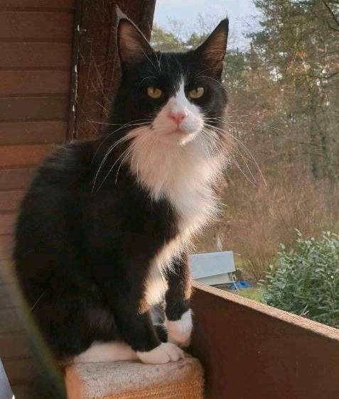 Wo ist Baki? Norwegische Waldkatze/Maine-Coon Kater vermisst in Rosengarten