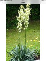 Yucca  Palme weiß Rheinland-Pfalz - Rhaunen Vorschau