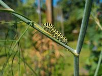 Fenchel (Foeniculum vulgare) - 35 Samen Dresden - Innere Altstadt Vorschau