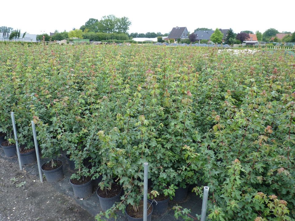 ab 2,69 €/St.: ❀Hecke aus Hainbuche / Rotbuche / Liguster❀ in Ellerhoop