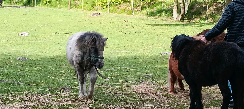 Shettyhengst Fohlen  2 Jahre  Jährling. Shettlandpony in Husum