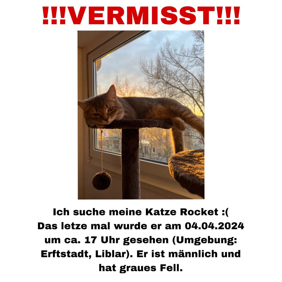 Katze Rocket gesucht !!! in Erftstadt