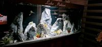Juwel Aquarium  komplett 450 Liter München - Trudering-Riem Vorschau