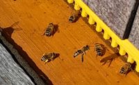 Carnica Bienen Bayern - Jettingen-Scheppach Vorschau