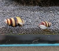 Raubturmdeckelschnecke Clea Helena Niedersachsen - Sickte Vorschau