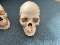 (Human-) Schädelmodell | Anatomie | Medizin | Osteopathie Kiel - Hassee-Vieburg Vorschau