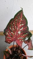 Caladium Bicolor - Herz Jesu - Syngonium - Alocasia Thüringen - Gera Vorschau