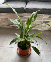 Indoor/ Zimmerpflanzen Spathiphyllum Baden-Württemberg - Bad Säckingen Vorschau