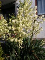 Yucca Stauden Ableger ❗ selbst ausgraben kostenlos Rheinland-Pfalz - Oberreidenbach Vorschau