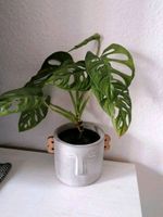 Mini Monstera Kletterpflanze Ableger  Monkey leaf Leipzig - Altlindenau Vorschau