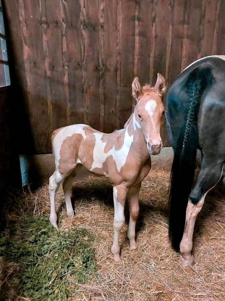 PAINT HORSE Hengstjährling Westernpferd Quarter Horse in Neukirchen/Erzgeb