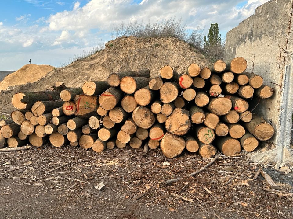 Feuerholz Stammholz Eiche 1A Qualität Rundholz 59€/RM Brennholz Kamin Ofen ✅ kein Nadelholz Buche Birke in Löbau