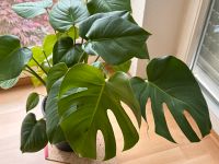 Monstera Deliciosa Pflanze Baden-Württemberg - Korntal-Münchingen Vorschau