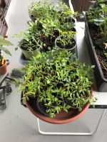 Tomaten Pflanzen Setzlinge Diverse alte Sorten Bayern - Bad Aibling Vorschau