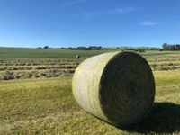 Heuballen Rundballen keine Quarder Baden-Württemberg - Tiefenbronn Vorschau