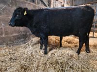 Wagyu Fullbloodwagyu Absetzer weiblich Herdbuch Schleswig-Holstein - Hohenwestedt Vorschau