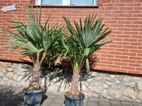 Hanfpalme Palme winterhart Trachycarpus fortunei,  wagner Niedersachsen - Sehnde Vorschau