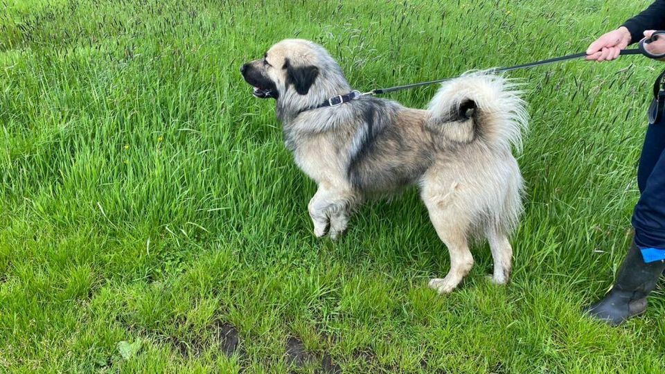 Mini sucht seine Menschen in Hemmoor