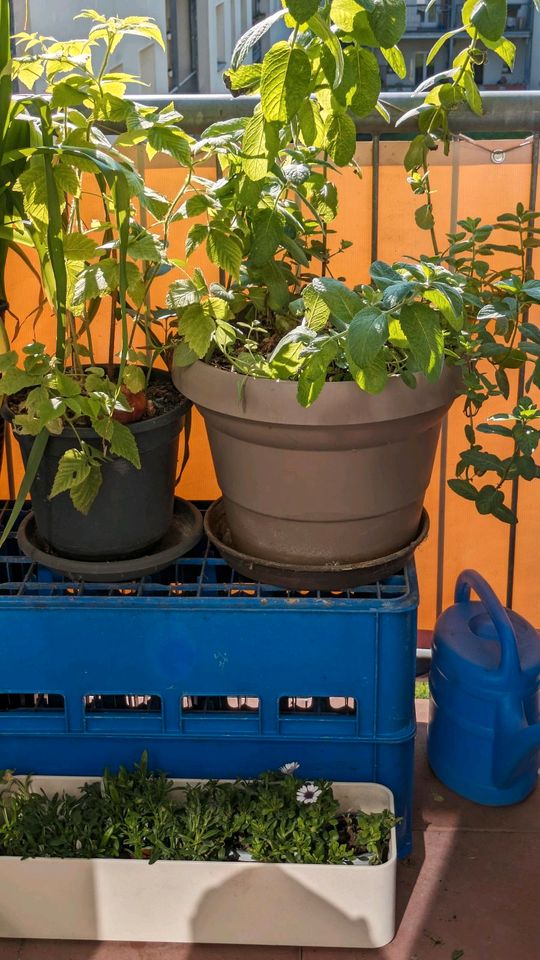 GLÄSER Box KASTEN Lagerung AUFBEWAHRUNG 32fach KRAMER SCHROEDER in Berlin