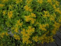 Kaukasus-Asienfetthenne,gelb blühender Bodendecker,Pflanze,Garten Bayern - Marktleugast Vorschau