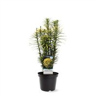 NEU Cephalotaxus harringtonii Korean Gold winterhart 40-60cm Nordrhein-Westfalen - Nordkirchen Vorschau