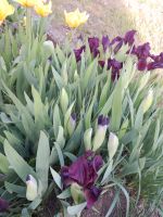 Blumen,  Iris, Lilie,Kaktus , Bananenbaum Thüringen - Greußen Vorschau