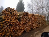 Brennholz Buche trocken für Winter 24/25 Baden-Württemberg - Malsch Vorschau
