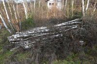 Birkenstämme an Selbstabholer zu verkaufen Hessen - Höchst im Odenwald Vorschau