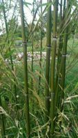 Bambus immergrün SichtSchutz Hecke Garten Ludwigslust - Landkreis - Malliß Vorschau