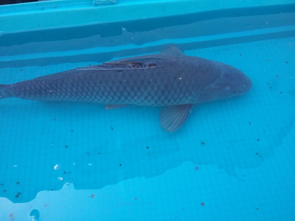 Japankoi  aus eigener Zucht winterhart u keimstabil Ochiba. in Spergau