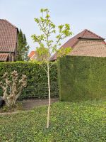 Magnolien Stämmchen gelb Nordrhein-Westfalen - Kevelaer Vorschau