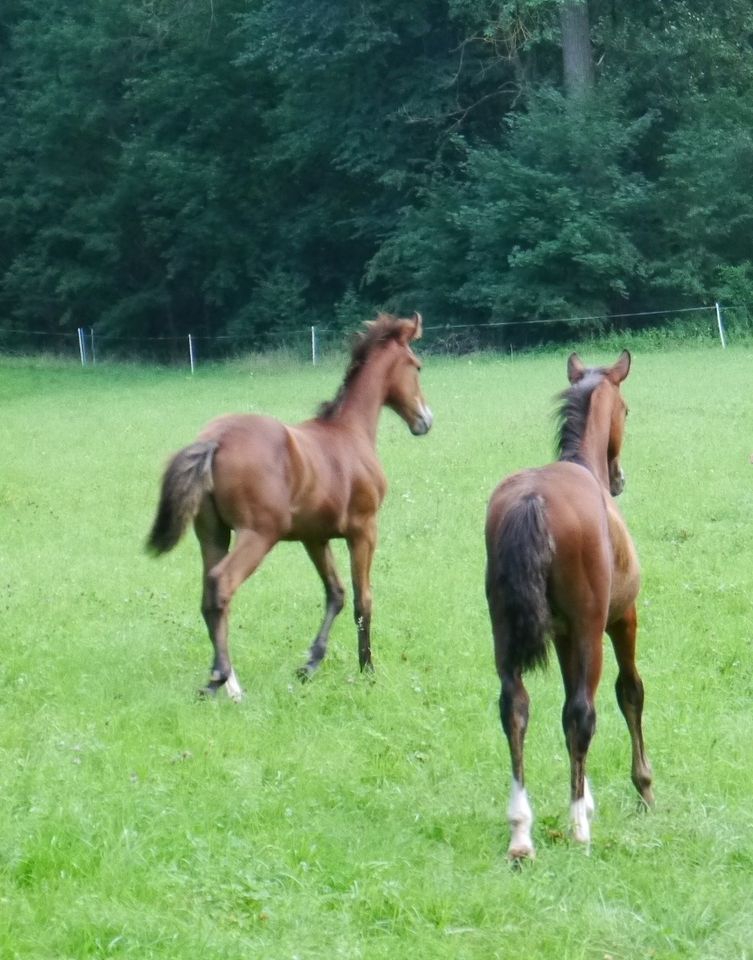 Hengstfohlen von KANNAN x FOR PLEASURE in Bad Berka