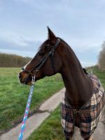 Reitbeteiligung für Pony Schleswig-Holstein - Ahrensburg Vorschau