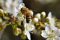 Bienen Carnica - Jungvölker zu verkaufen! Sachsen - Markranstädt Vorschau