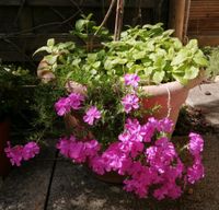 Polster Phlox Zitronenmelisse Wilder Wein 1,30m x 38cm Baden-Württemberg - Vöhringen Vorschau