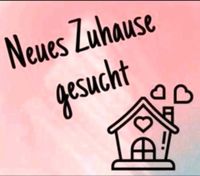 Neues Zuhause gesucht Nordrhein-Westfalen - Hemer Vorschau