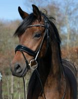 Wunderschöne rundgenahte Schwarz und Braune Lack Trensen €62,95 pony, vb, wb NEU Niedersachsen - Rehburg-Loccum Vorschau