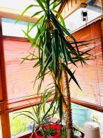 Pflanze ca. 3 m hoch XXL Palmlilie Yucca Palme grün 40 Jahre Bayern - Denkendorf Vorschau