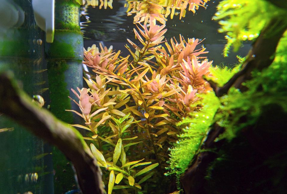 Rotala Rotundifolia Stängelpflanze Stecklinge Aquarium in Burkardroth