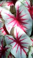 Caladium Fiesta Knolle Hessen - Obertshausen Vorschau